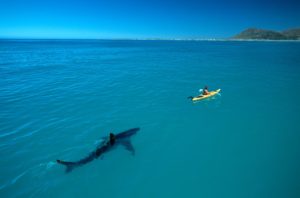 Motivation: You Don’t Need a Shark, But You Do Need Something