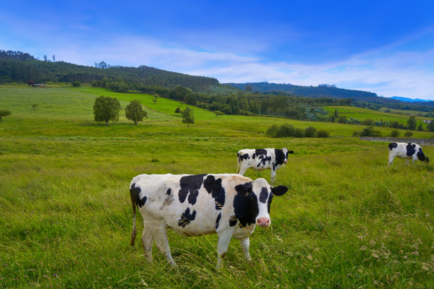 Short Spanish Lesson #1: La pradera, hacerse largo a alguien (se les hace largo), desligarse (se desliga)